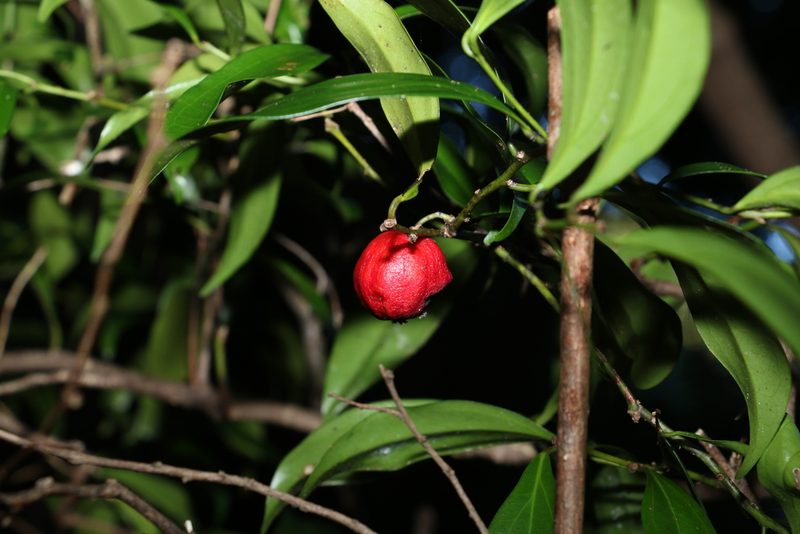 Cryptocarya laevigata, photographed by Greg Tasney