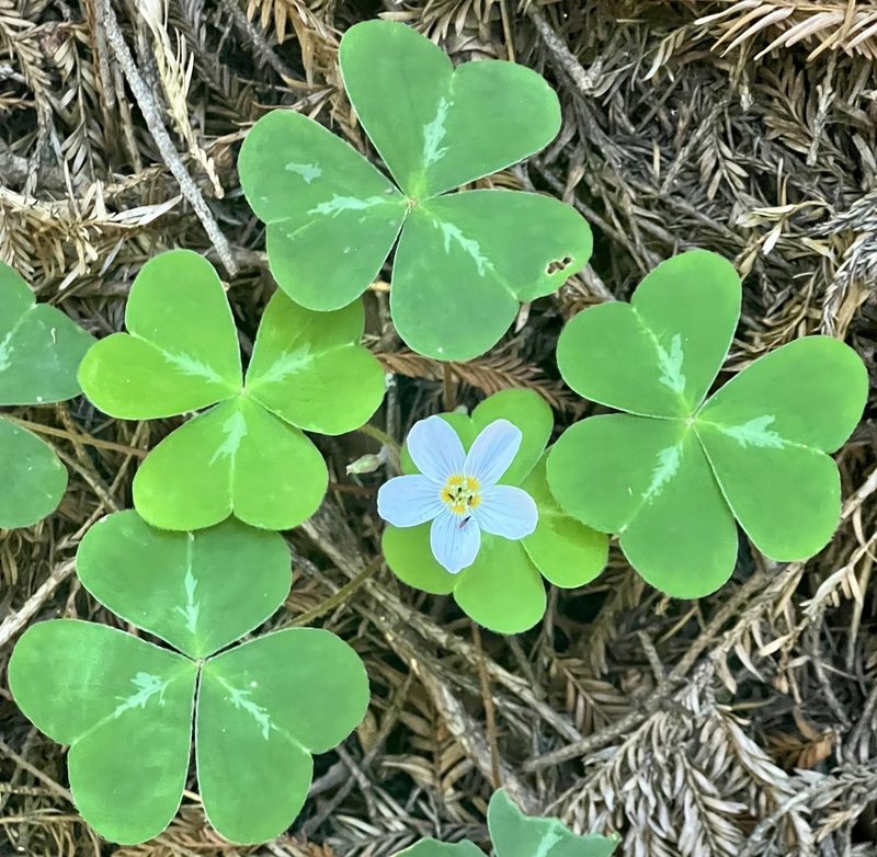 Oxalis smalliana, photographed by Chuck Wilson