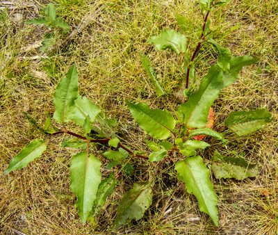 Rumex obtusifolius, photographed by Randy A Nonenmacher