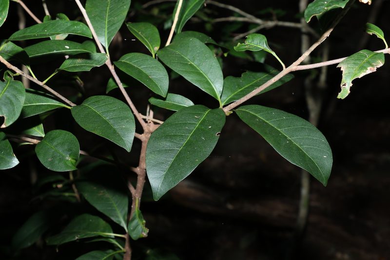Pleioluma queenslandica, photographed by Greg Tasney