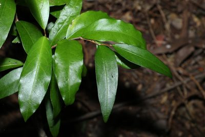 Hedraianthera porphyropetala, photographed by Greg Tasney