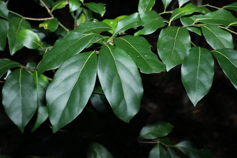 Cryptocarya foetida, photographed by Greg Tasney