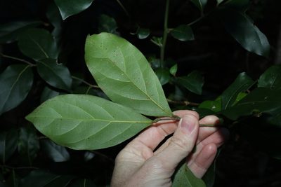 Cryptocarya foetida, photographed by Greg Tasney