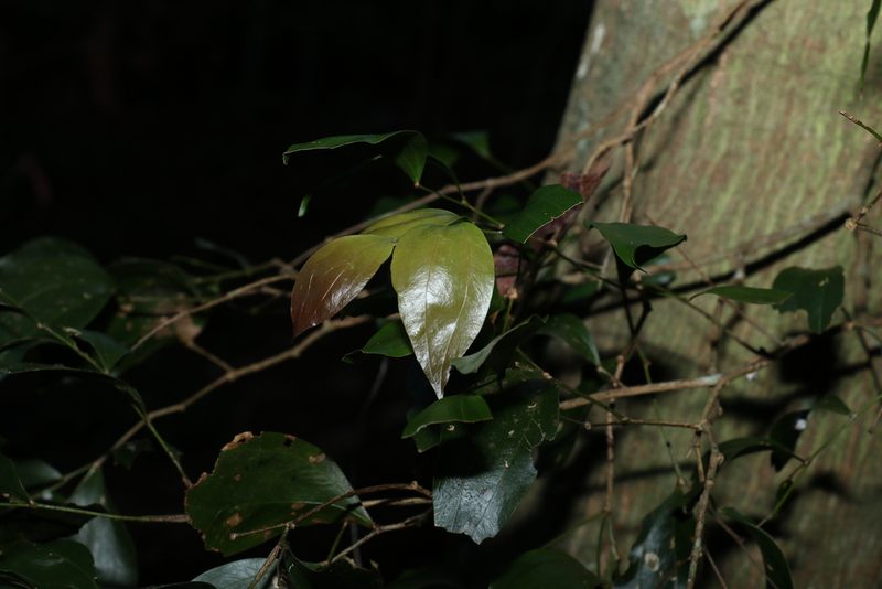 Acacia bakeri, photographed by Greg Tasney