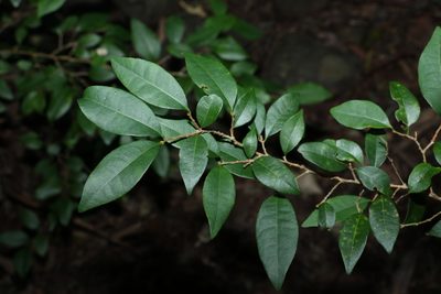 Cleistanthus cunninghamii, photographed by Greg Tasney