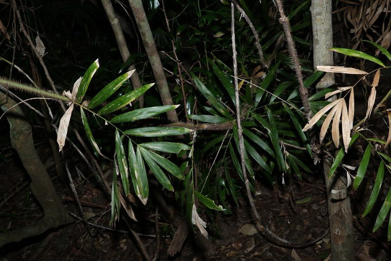 Calamus muelleri, photographed by Greg Tasney