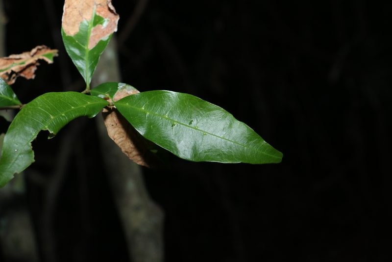 Arytera distylis, photographed by Greg Tasney