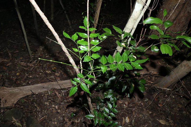Pentaceras australe, photographed by Greg Tasney