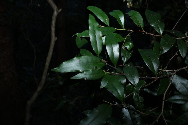 Diospyros pentamera, photographed by Greg Tasney