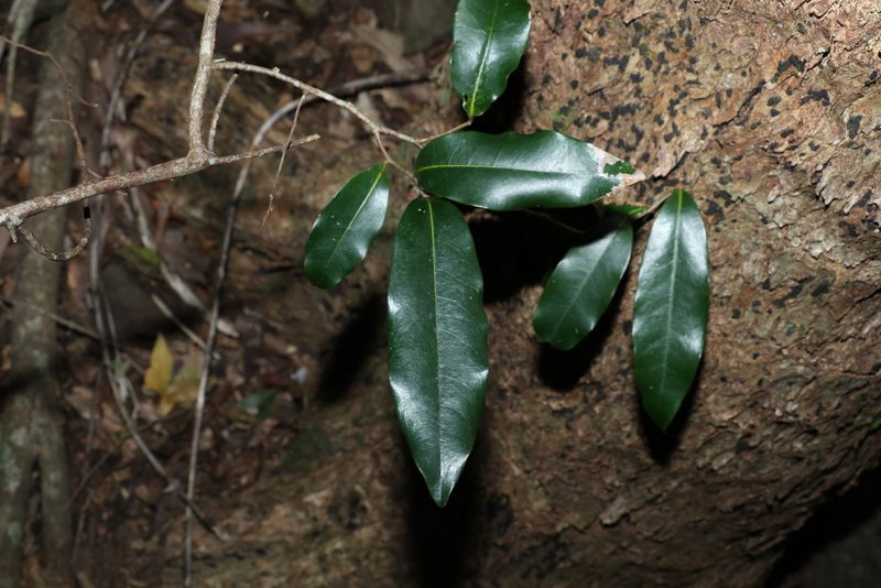 Uvaria leichhardtii, photographed by Greg Tasney
