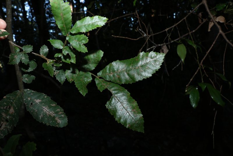 Alectryon tomentosus, photographed by Greg Tasney