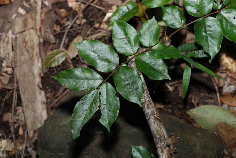 Austrosteenisia blackii, photographed by Greg Tasney