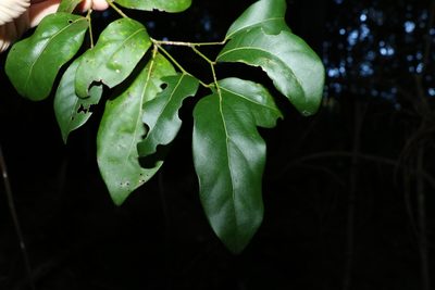 Cryptocarya foetida, photographed by Greg Tasney