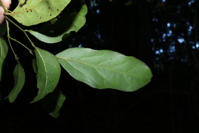 Cryptocarya foetida, photographed by Greg Tasney