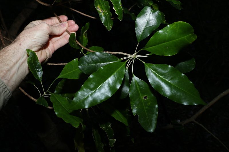 Sarcomelicope simplicifolia, photographed by Greg Tasney