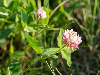 Trifolium hybridum, photographed by Kathlin Simpkins