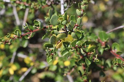 Ceanothus cuneatus, photographed by Cricket Raspet