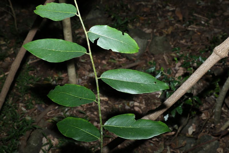 Bridelia exaltata, photographed by Greg Tasney
