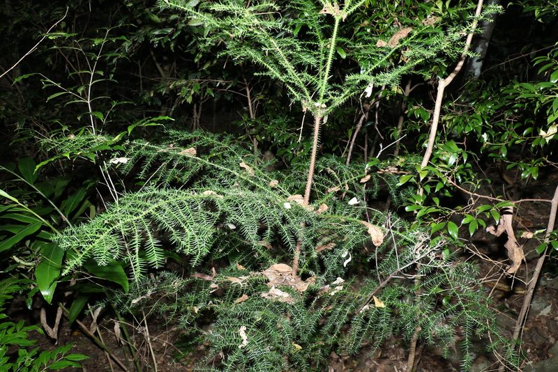 Araucaria cunninghamii, photographed by Greg Tasney