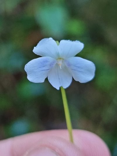 Viola perreniformis, photographed by Richard Dimon