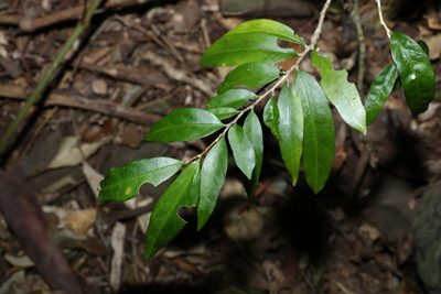 Hedraianthera porphyropetala, photographed by Greg Tasney