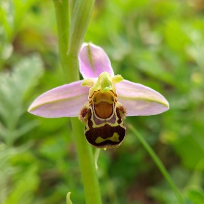 Ophrys apifera, photographed by Stephan Mende