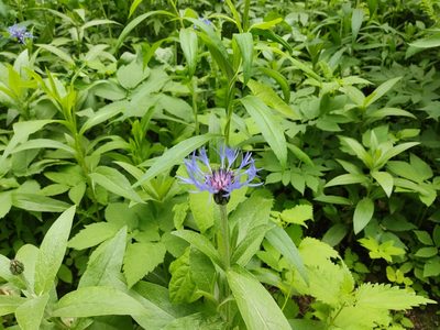 Centaurea montana, photographed by Алёна Карцева