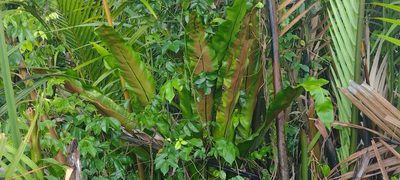 Asplenium nidus