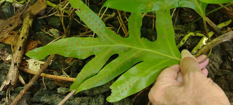 Microsorum scolopendria, photographed by Dana Lee Ling