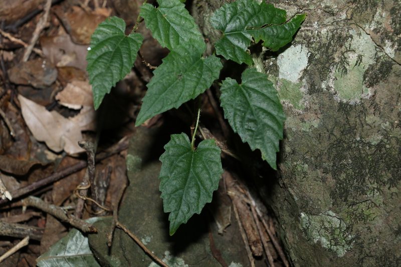 Tragia novae-hollandiae, photographed by Greg Tasney