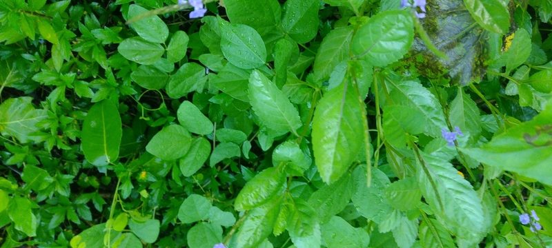 Stachytarpheta jamaicensis, photographed by Dana Lee Ling