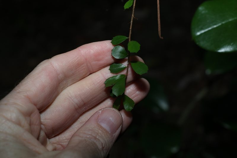 Pittosporum multiflorum, photographed by Greg Tasney