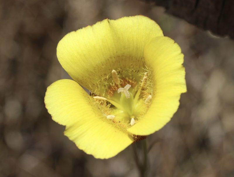 Calochortus luteus, photographed by Cricket Raspet
