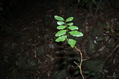 Breynia oblongifolia, photographed by Greg Tasney