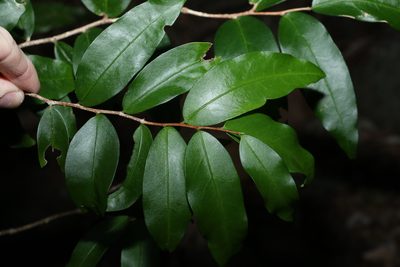Hedraianthera porphyropetala, photographed by Greg Tasney