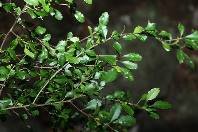 Acalypha capillipes, photographed by Greg Tasney