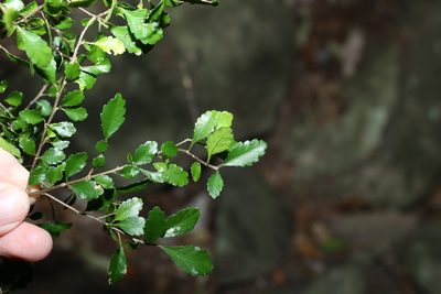 Acalypha capillipes