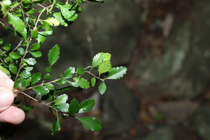 Acalypha capillipes, photographed by Greg Tasney