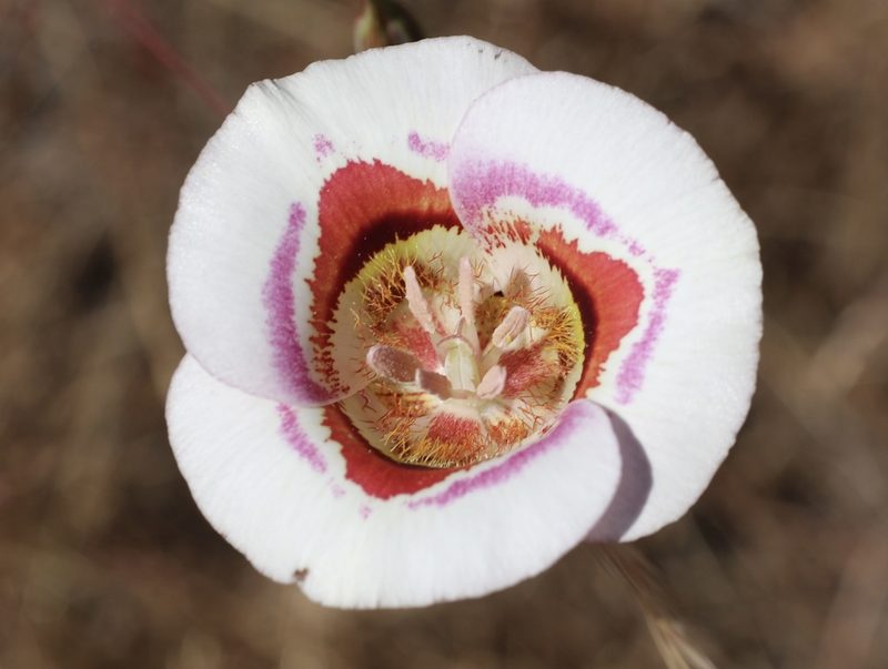 Calochortus argillosus, photographed by Cricket Raspet