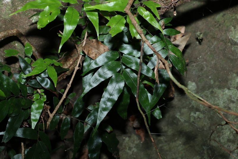 Arthropteris tenella, photographed by Greg Tasney