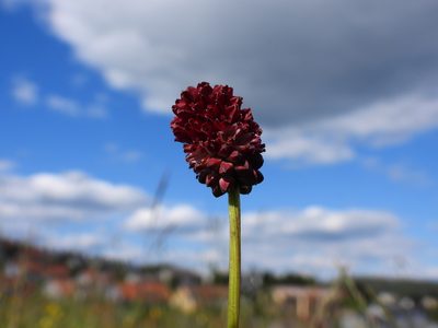 Sanguisorba officinalis, photographed by funny_nature
