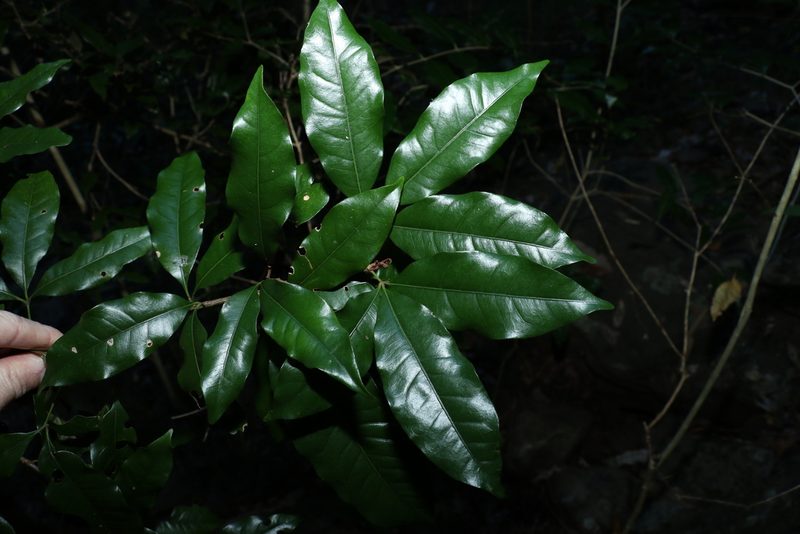 Heritiera trifoliolata, photographed by Greg Tasney