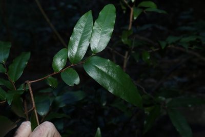 Meiogyne stenopetala, photographed by Greg Tasney
