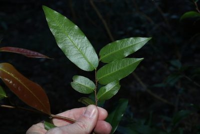 Meiogyne stenopetala, photographed by Greg Tasney