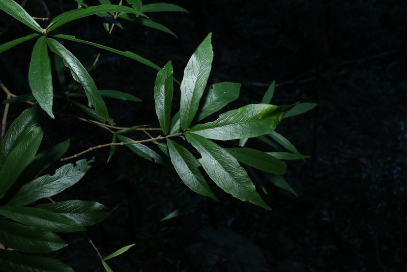Atractocarpus chartaceus, photographed by Greg Tasney