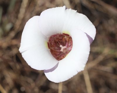 Calochortus argillosus, photographed by Cricket Raspet