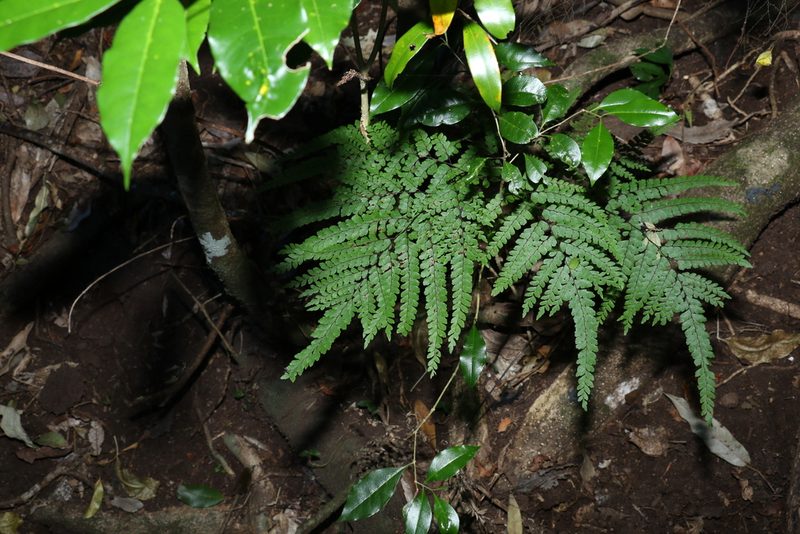 Adiantum formosum, photographed by Greg Tasney