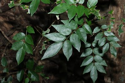 Austrosteenisia blackii, photographed by Greg Tasney
