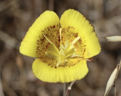 Calochortus luteus, photographed by Cricket Raspet