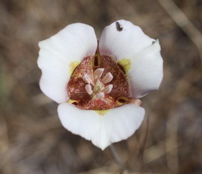 Calochortus argillosus, photographed by Cricket Raspet